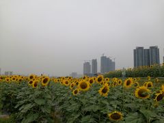 -光明小镇欢乐田园