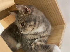 -COLOR PETS 撸猫馆·购猫·猫咖(长风大悦城店)
