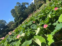 -墨尔本皇家植物园