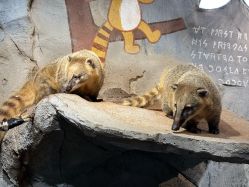 -Zoolung Zoolung动物主题公园(海信广场店)