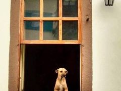 -大灰狼(中心书城店)