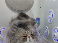 -爱洗澡的猫(望京店)