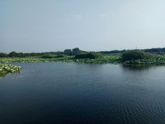 -荷塘月色湿地公园·向阳花洲
