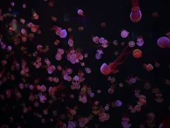 -石家庄极地海洋世界