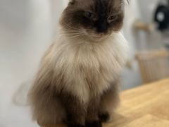 -楼上猫咖(罗湖店)