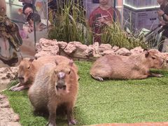 -正佳雨林生态植物园