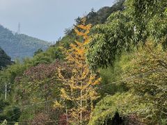 -莫干山风景区