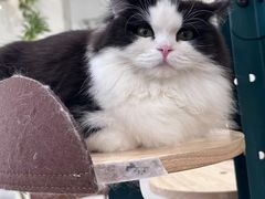 -共舞时光猫咖·狗咖(新街口店)