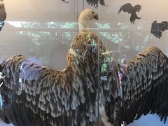 -新加坡飞禽公园