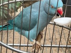 -南宫五洲植物乐园