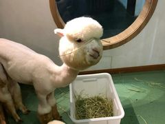 -藦茜花园宠物主题亲子互动体验馆(国顺东路店)