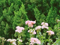 -洛阳市隋唐城遗址植物园