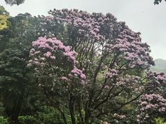 -梧桐山风景名胜区