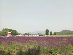 -北京东方普罗旺斯薰衣草庄园