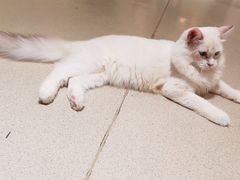 -藏猫猫咖啡主题馆(中央大道店)