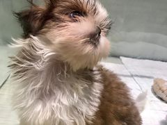 -momokira米努特·德文卷毛猫·棉花面纱犬
