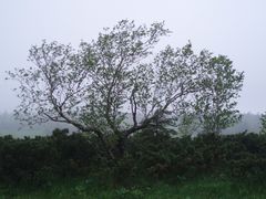 -凤凰山国家森林公园