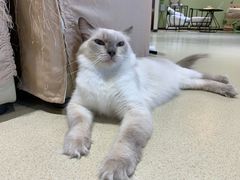 -藏猫猫咖啡主题馆(中央大道店)