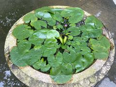 -深圳仙湖植物园