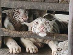 -秦皇岛野生动物园