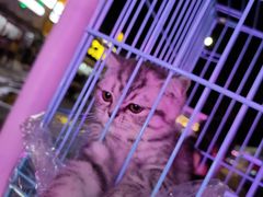 -中环花鸟鱼虫市场