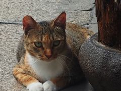 -龙华素斋(龙华路店)