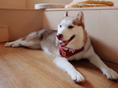 -Husky Go! 哈士奇体验馆·宠物咖啡厅狗咖