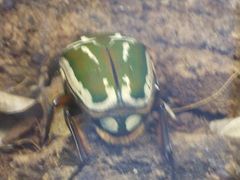 -上海昆虫博物馆