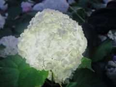 -临平公园(临平街道)