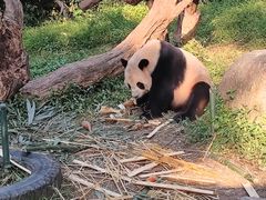 -广州长隆野生动物世界