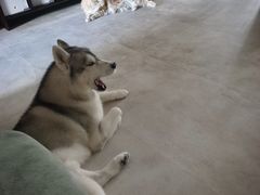 -瑞派申生动物医院·24H夜诊·国际动物医疗中心·骨外科(吴中路店)