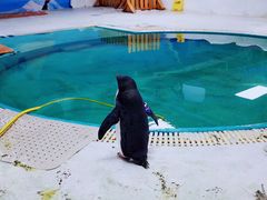 -海合安武汉极地海洋公园