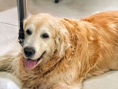-美联众合动物医院·24h京西诊疗中心