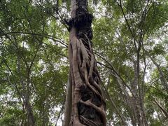 -中国科学院西双版纳热带植物园