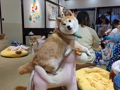 -逗柴咖啡屋·狗咖猫咖宠物桌游