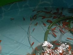 -绿色星球动物主题公园