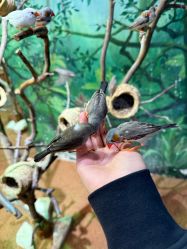 -Zoolung Zoolung动物主题公园(海信广场店)