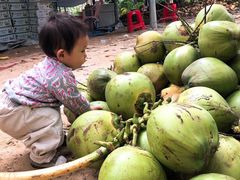 -东郊椰林