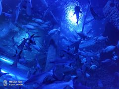 -成都浩海立方海洋公园