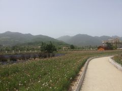 -曲江薰衣草庄园