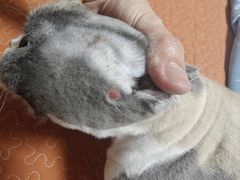-嘉馨宠物医院·CT影像转诊·心脏科·犬猫全科诊疗中心(下沙大学城院区)