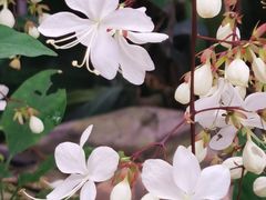 -北京植物园-展览温室