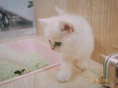 -屋虎猫馆(宝安大仟里店)