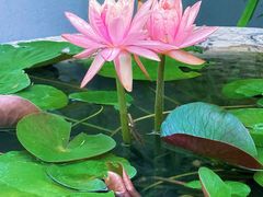 -龙华素斋(龙华路店)