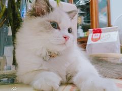-屋虎猫馆(宝安大仟里店)