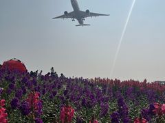 -空港花田景区