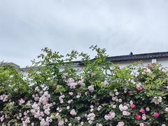 -鹅湖玫瑰文化园