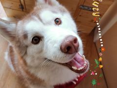 -Husky Go! 哈士奇体验馆·宠物咖啡厅狗咖
