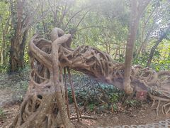 -中国科学院西双版纳热带植物园