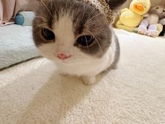 -翊宠yipet猫狗购宠庄园犬舍•猫舍